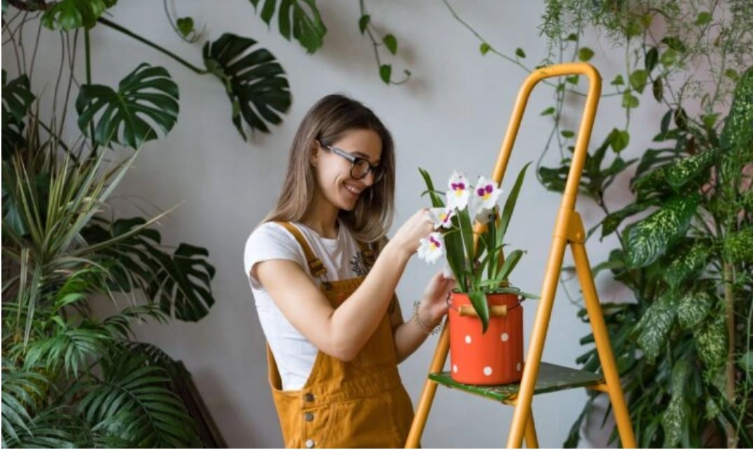 Les effets thérapeutiques des plantes d'intérieur