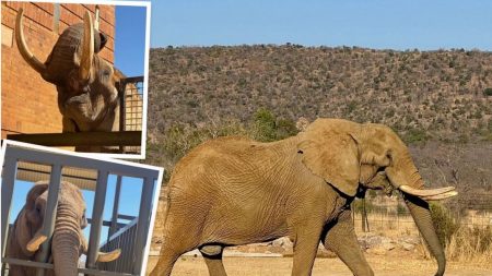 Après avoir passé 40 ans dans un cirque et avoir été enfermé dans un zoo, l’éléphant Duma arrive dans son foyer définitif