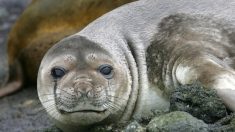 Terres australes et antarctiques françaises : mortalité anormale d’éléphants de mer sur sur l’île de la Possession