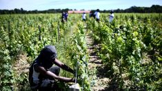 « Je rêvais d’une vie meilleure en France » : deux Marocains jugés pour traite d’êtres humains dans le vignoble bordelais