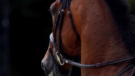 Violente agression près d’Agen : un cheval tué de sept coups de couteaux, la cavalière laissée inconsciente