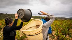 Paysan et cadre : vivre « le meilleur des deux mondes »