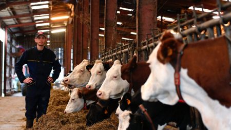 Le lait français menacé par la concurrence déloyale