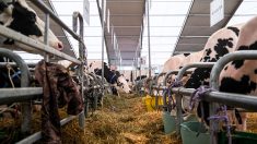 Un éleveur de Loire-Atlantique a perdu six de ses vaches depuis l’installation d’un parc éolien