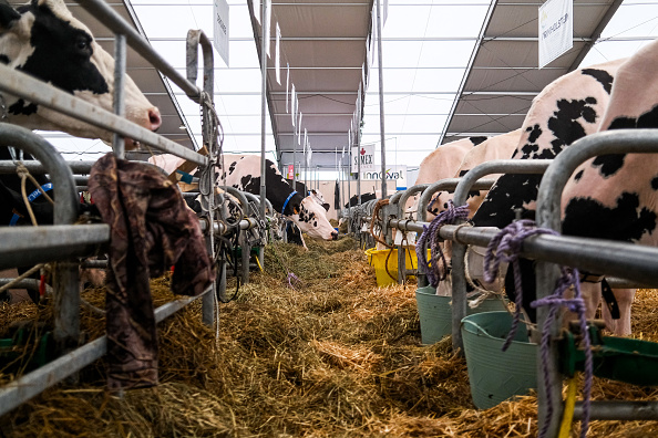 Un éleveur de Loire-Atlantique a perdu six de ses vaches depuis l’installation d’un parc éolien