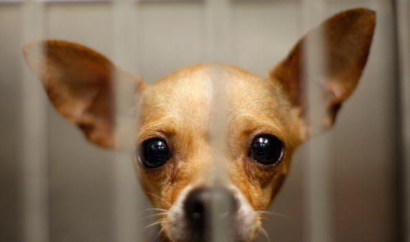 Il laisse ses trois chihuahuas dans sa voiture, sans eau et sans nourriture, et va au cinéma