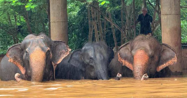 117 éléphants piégés par les inondations jeudi en Thaïlande. Capture d’écran Facebook / Elephant Nature Park