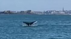 « C’est une bonne nouvelle » : une baleine filmée par des pêcheurs dans la baie Saint-Malo