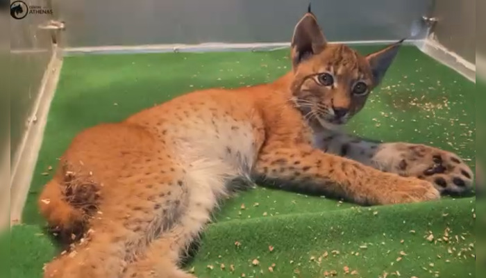 Une jeune femelle lynx percutée par une voiture le 11 septembre 2024, sauvée par le Centre Athénas basé à L’Étoile (Jura). (Capture d'écran Centre Athénas)