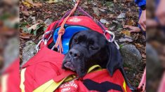 Vosges : Zeus, un chien Cane Corso coincé dans des barres rocheuses, retrouvé sain et sauf au bout d’une semaine