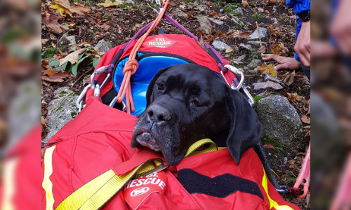 Zeus, un chien Cane Corso de 7 ans, coincé dans des barres rocheuses, retrouvé sain et sauf au bout d’une semaine ce 5 octobre 2024. (Capture d’écran Facebook PGHM des Vosges)