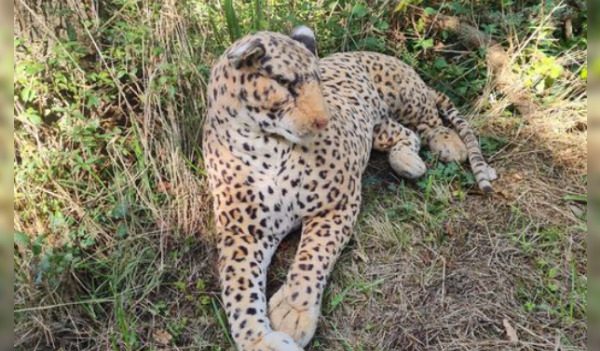 Manche : alertés pour la présence d’un fauve en bord de route, les gendarmes découvrent un léopard en peluche