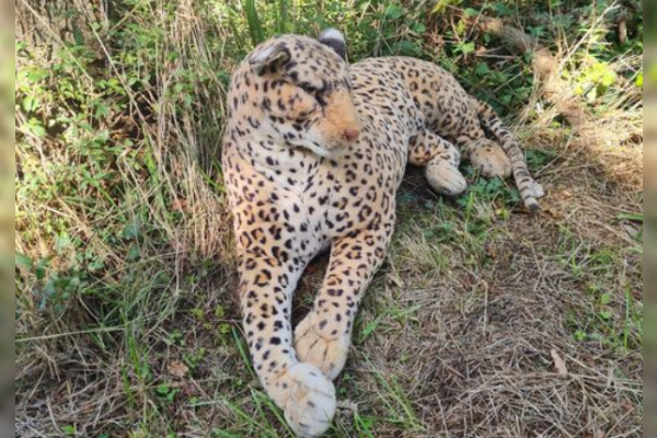 Alertés pour la présence d’un fauve en bord de route, les gendarmes découvrent un léopard en peluche, en septembre 2024 à Lessay (Manche). (Photo Facebook Gendarmerie de la Manche)