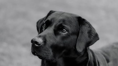 Perdue dans les bois durant 4 jours, son chien la sauve en la réchauffant, son mari retrouvé mort