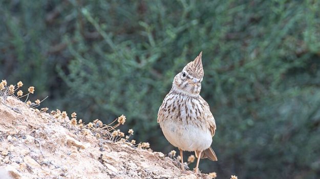 Réapparition surprise d’une espèce d’oiseau disparue depuis 20 ans dans les Pyrénées-Orientales