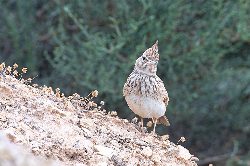 Réapparition surprise d'une espèce d'oiseau disparue depuis 20 ans dans les Pyrénées-Orientales