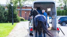 Ille-et-Vilaine : un cheval fait une crise de panique dans son van et meurt après être tombé sur une quatre-voies