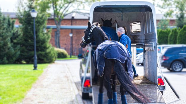 Ille-et-Vilaine : un cheval fait une crise de panique dans son van et meurt après être tombé sur une quatre-voies