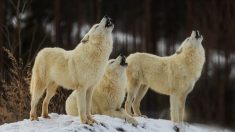 Sarthe : le zoo de la Flèche accueille deux louves arctiques