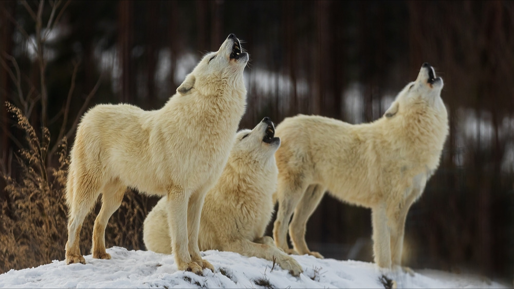 Sarthe : le zoo de la Flèche accueille deux louves arctiques