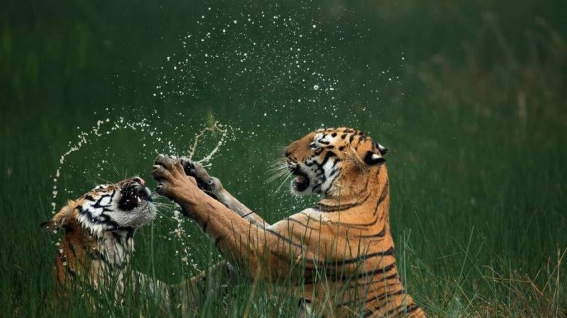 L'image gagnante Bengal Tigers (Tigres du Bengale), statut sur la liste rouge de l'UICN : en danger. Parc national de Tadoba dans l'État du Maharashtra en Inde. (© par Mangesh Ratnakar Desai/Avec l'aimable autorisation de Nature's Best Photography)