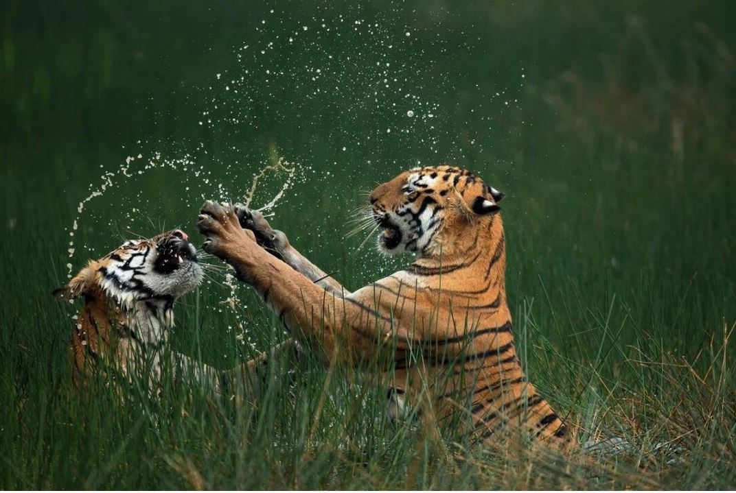 Le prix Nature's Best Photo Awards 2024 est décerné à A Masterclass in Survival - Découvrez quelques-unes des meilleures images