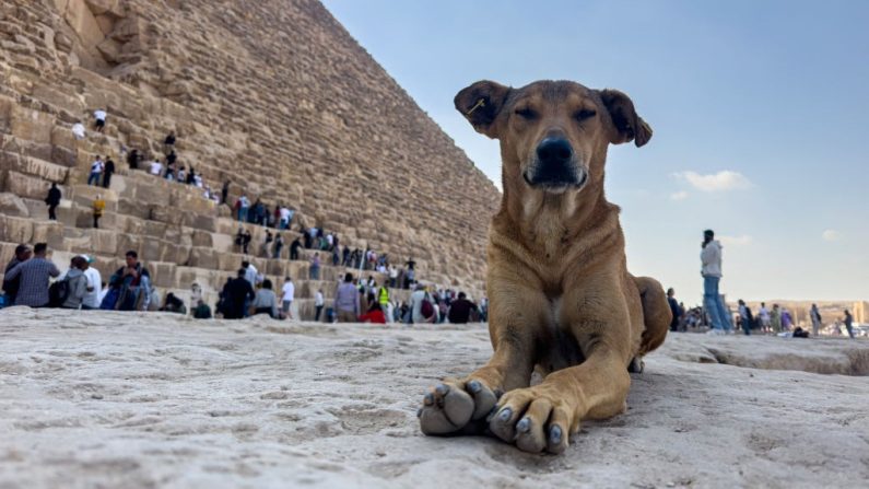 (Photo KHALED DESOUKI/AFP via Getty Images)