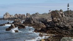 Finistère : un homard d’or, spécimen extrêmement rare, pêché sur l’île d’Ouessant