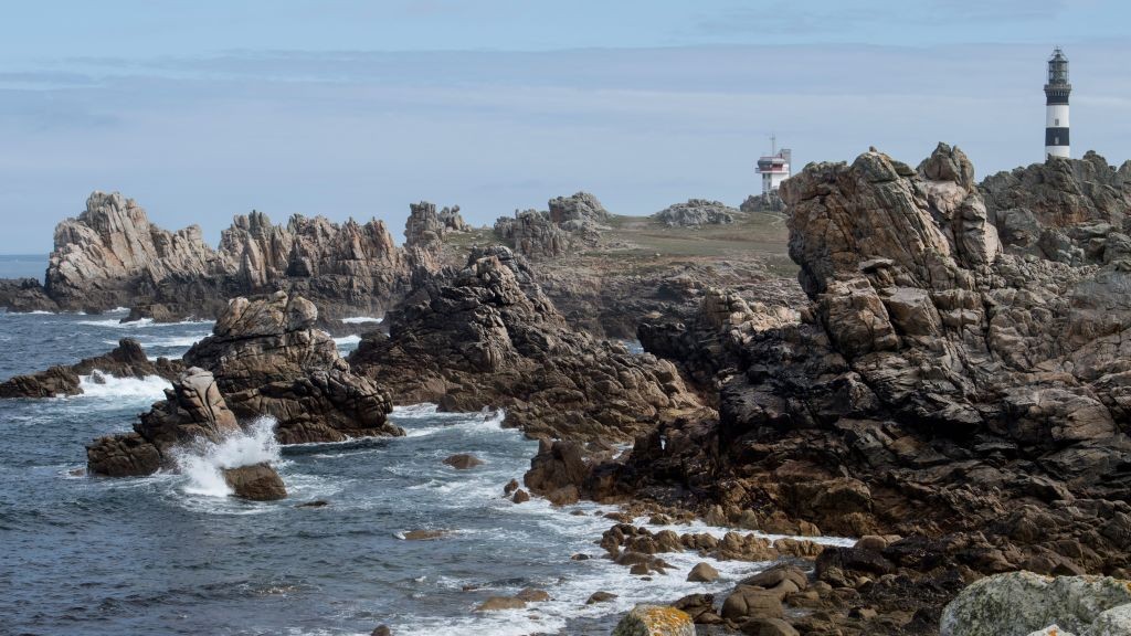 Finistère : un homard d’or, spécimen extrêmement rare, pêché sur l’île d’Ouessant