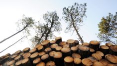 Massif de la Chartreuse : une association distribue gratuitement du bois de chauffage aux personnes en difficultés