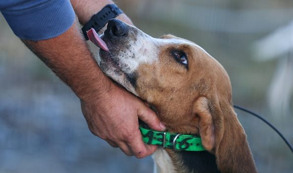 Gard : piégée 7 jours dans une cavité rocheuse, une chienne de chasse sauvée par un club de spéléologues