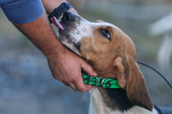 Gard : piégée 7 jours dans une cavité rocheuse, une chienne de chasse sauvée par un club de spéléologues