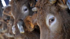 Oupette, une vache de race Limousine, égérie du prochain Salon de l’agriculture