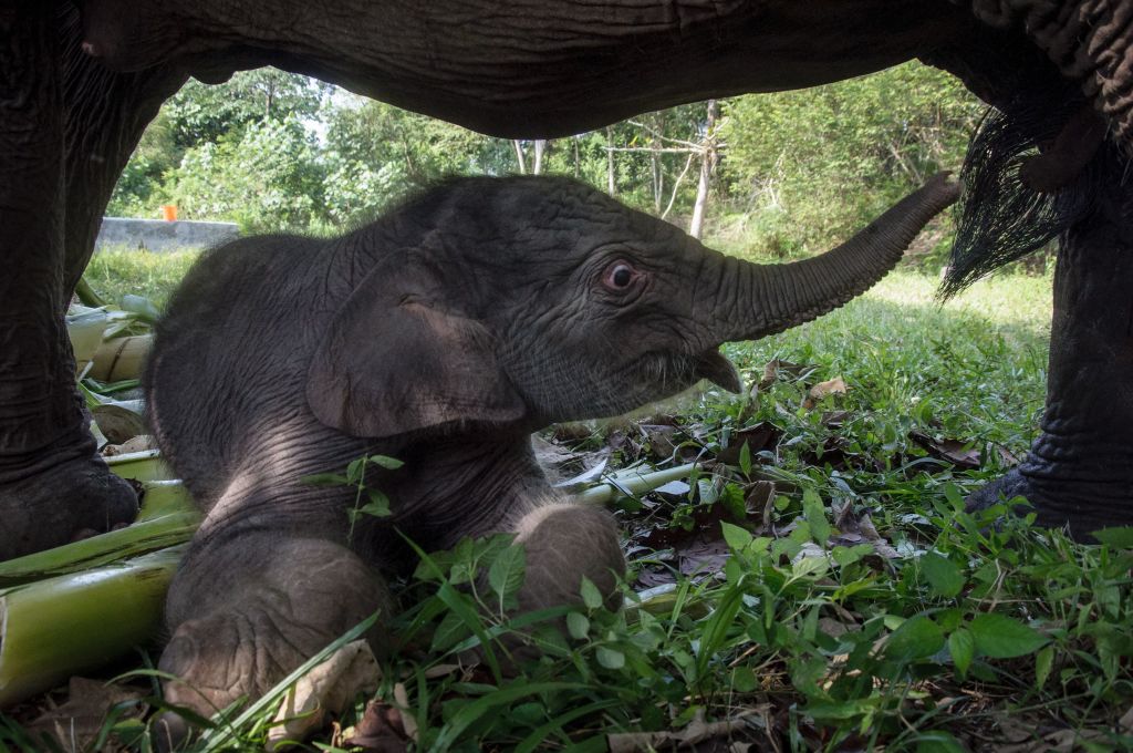 Indonésie : une éléphante de Sumatra est née lundi, un évènement rare pour cette espèce en danger d'extinction