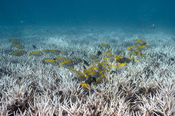 Des coraux blanchis autour de l'île de Koh Tao, en Thaïlande. Illustration. (LILLIAN SUWANRUMPHA/AFP via Getty Images)