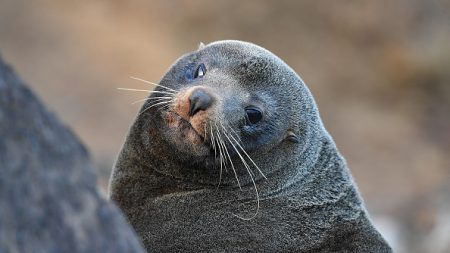 « On ne sait pas comment il est arrivé là » : la carcasse d’un phoque découverte à 2 km du littoral, dans les Côtes-d’Armor