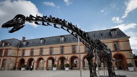 « Cette enchère est l’une des plus élevées » : un squelette géant de dinosaure vendu six millions d’euros dans les Yvelines