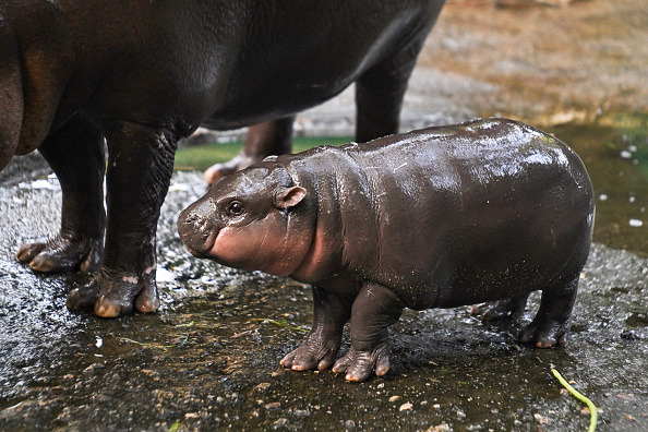 L'hippopotame Moo Deng, star d'internet, prédit la victoire de Trump