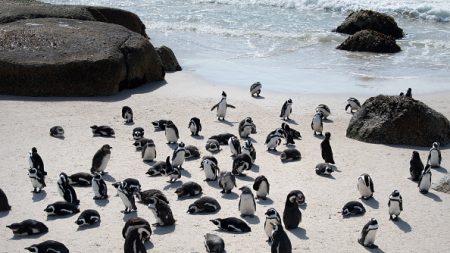 « Danger critique » : les manchots du Cap auront disparu à l’état sauvage d’ici 10 ans en Afrique du Sud