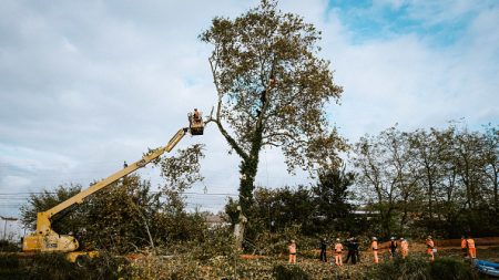 Haute-Garonne : des dizaines d’arbres coupés sur le tracé de la LGV Toulouse-Bordeaux malgré les « écureuils »