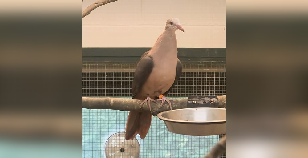 Une première : un zoo anglais réussit à élever un pigeon rose, une espèce très rare menacée d’extinction