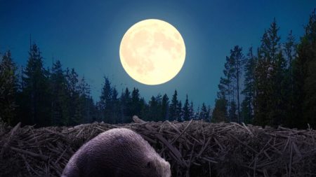 La pleine lune des castors tombera en novembre et sera la dernière superlune de l’année – ce qu’il faut savoir