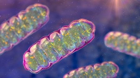 Le déséquilibre mitochondrial est lié à 90 % des maladies chroniques