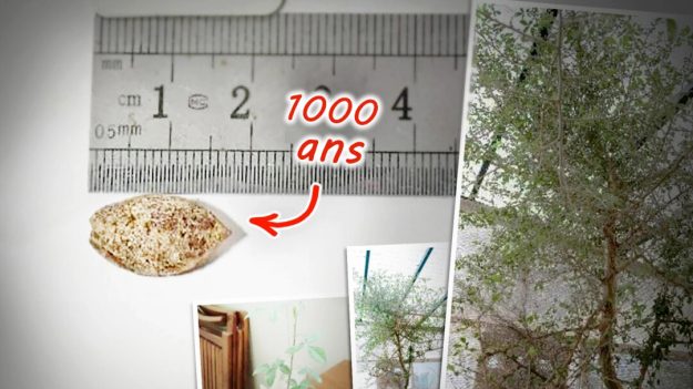 Des scientifiques cultivent une graine datant de 1000 ans trouvée dans une grotte en Israël et affirment qu’elle pourrait mener à un arbre biblique disparu