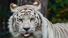 Zoo de La Flèche : Rewa, la femelle tigre blanc, est morte à l’âge de 17 ans