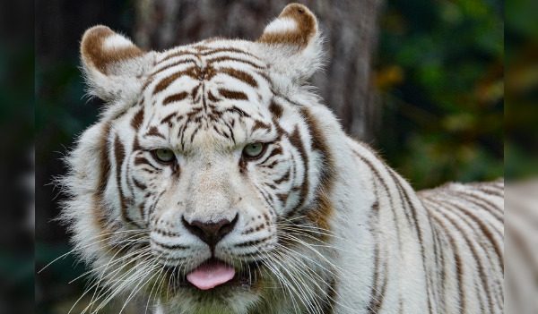 Zoo de La Flèche : Rewa, la femelle tigre blanc, est morte à l’âge de 17 ans