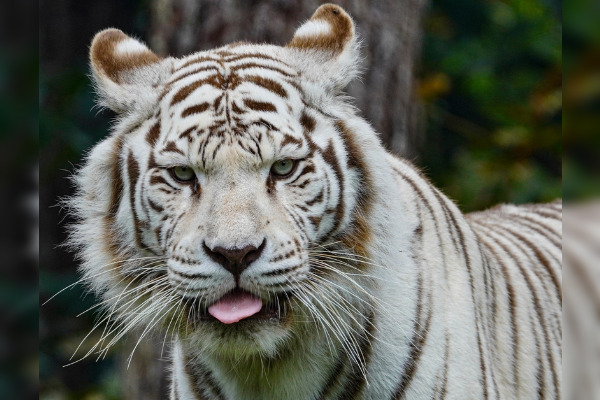 Zoo de La Flèche : Rewa, la femelle tigre blanc, est morte à l’âge de 17 ans