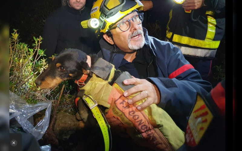 Pyrénées-Orientales : bloquée trois jours dans une cavité, une chienne sauvée grâce aux pompiers et aux spéléologues