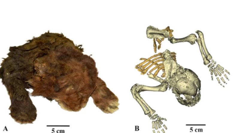 Le fossile du « chaton à dents de sabre » découvert par les scientifiques en 2020, était resté congelé dans la glace de la toundra russe durant 37.000 ans. (Capture d'écran Scientific Reports)