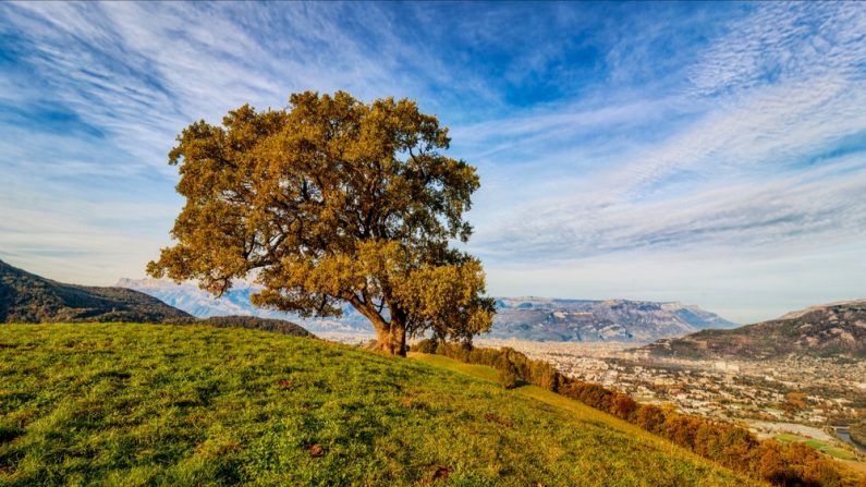 Le chêne de Venon, également appelé chêne de Pressembois. (Photo : Meneghin Julie/Shutterstock)